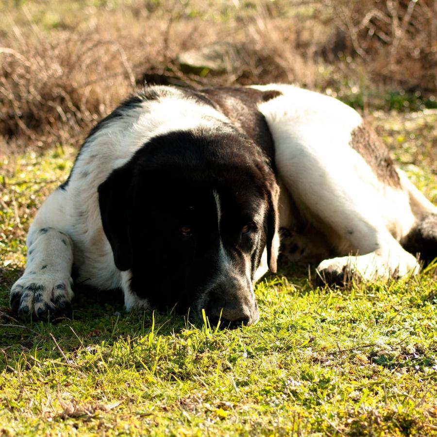 Quinta Do Chaozinho Villa Alijo Luaran gambar